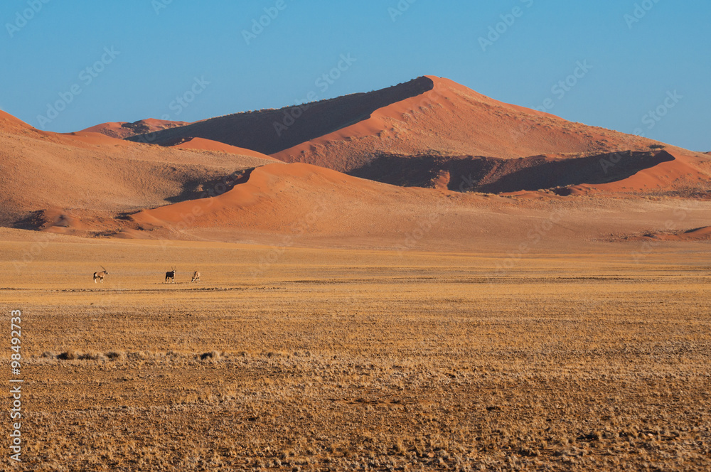 Red sand dunes in Sossusvlei with Oryx, Namibia