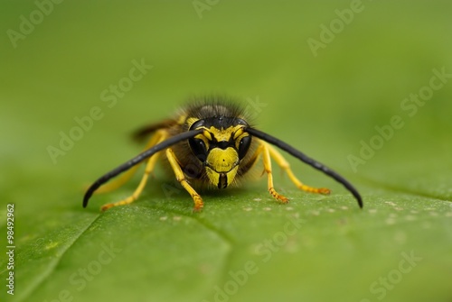 Wasp (Vespula vulgaris), insect on a leaf
