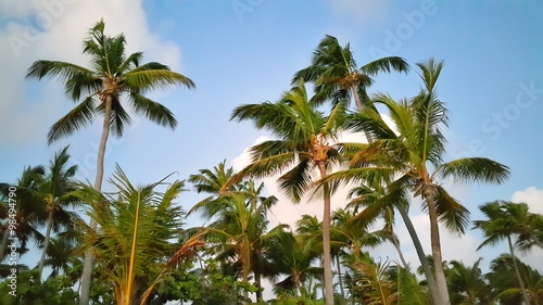 Blue sky and green palm trees