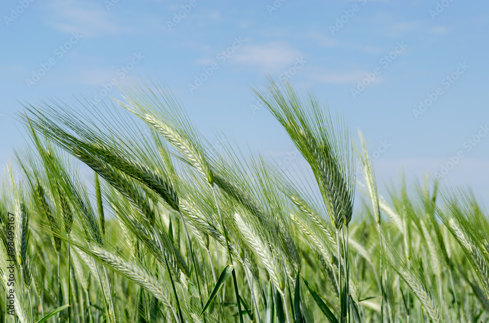 Ears of wheat on a sunny day with cear sky
