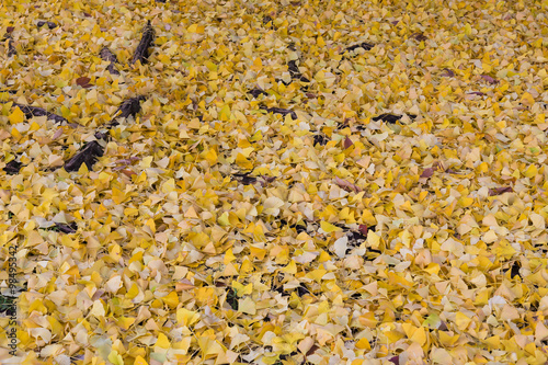 Pathway ground covered with yellow ginko leaves in autumn photo