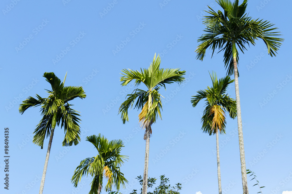 Obraz premium palm tree with blue sky background