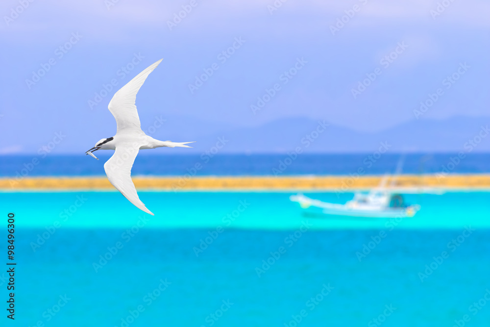 Fototapeta premium 海辺を飛ぶアジサシ