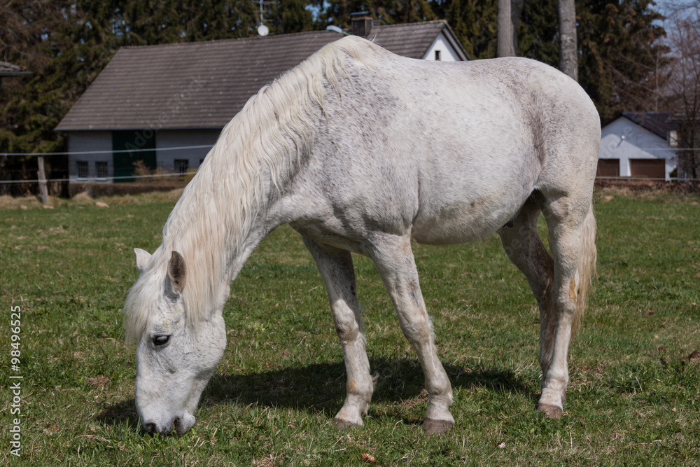 Obraz premium Koń na pastwisku