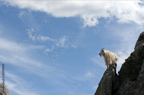 Mountain Goat looking back and glistening in the sun on Harney Peak in the Black Hills of Custer State Park in the Black Hills of South Dakota USA