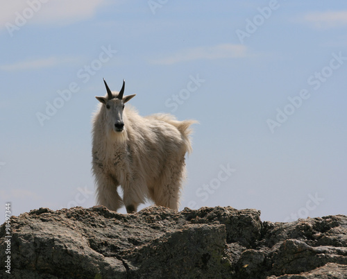 Mountain Goat being alert on mountain peak in North America