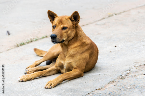 Thailand brown male dog.