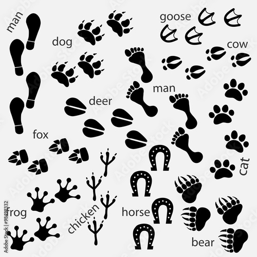 Traces of animals, birds, people