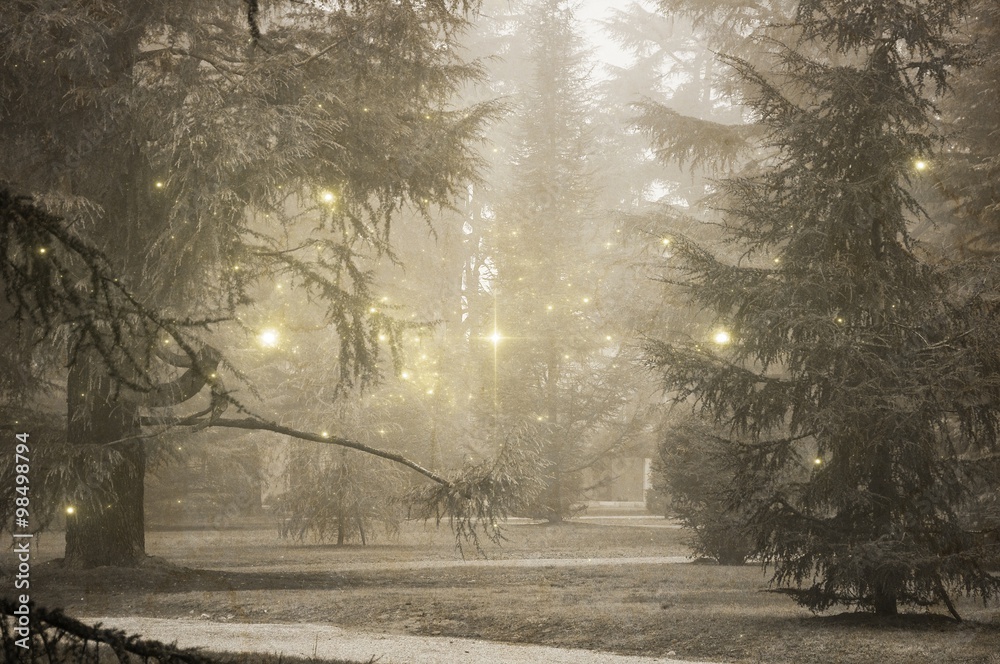 Fir trees with fog and stars