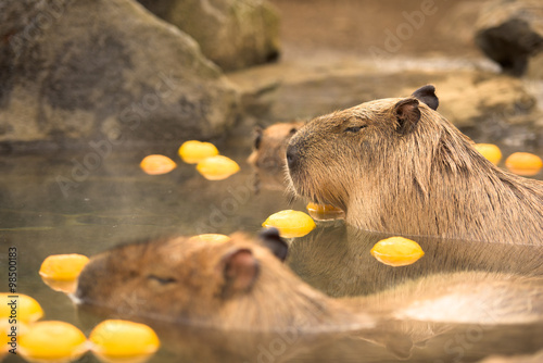 柚子の入った温泉に浸かるカピバラ