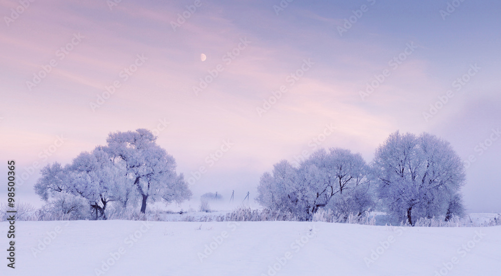 Moon over frosty trees in the winter morning Moon over frosty trees in the winter morning