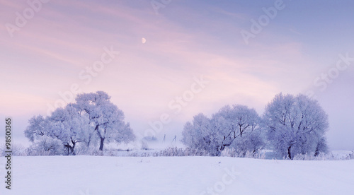 Moon over frosty trees in the winter morning