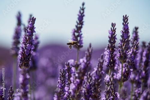 flying bee among lavender's flowers
