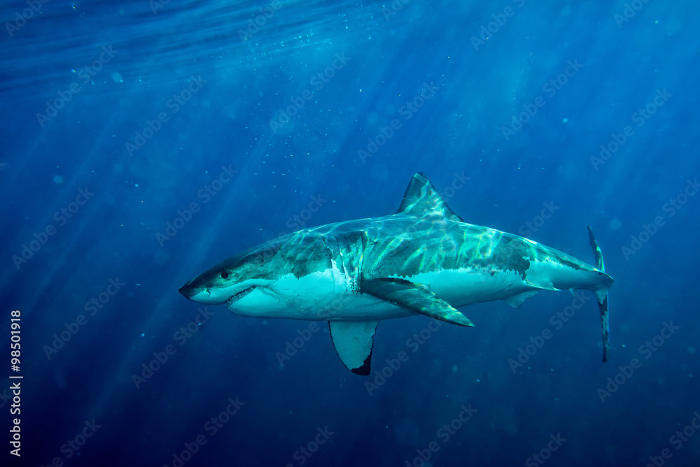 Obraz premium Great White shark ready to attack