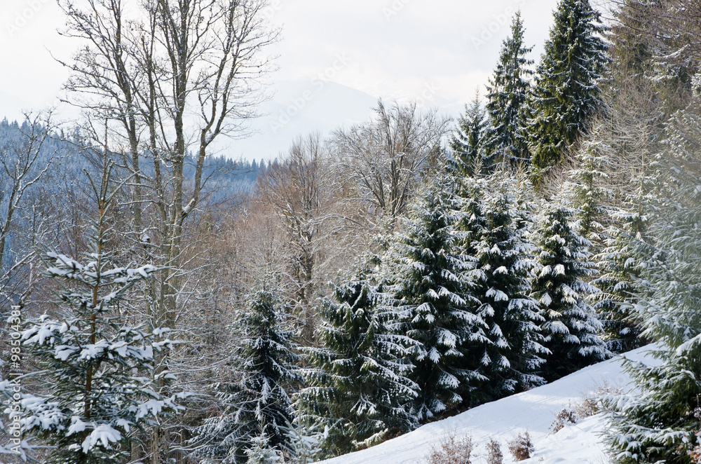 Obraz premium Morning in the snowy forest