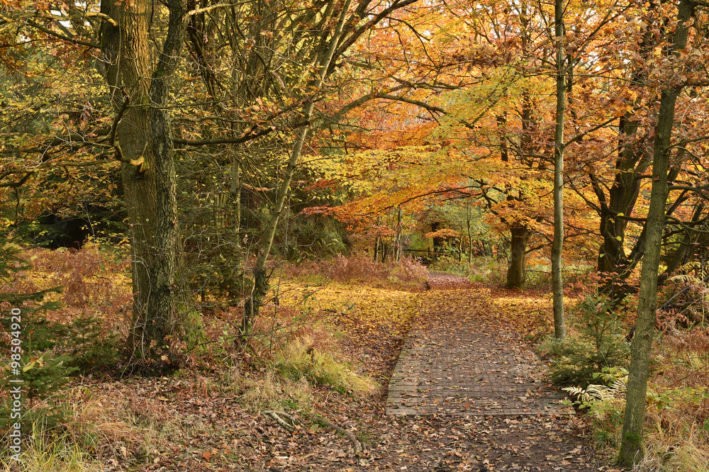 Steg im Herbstwald