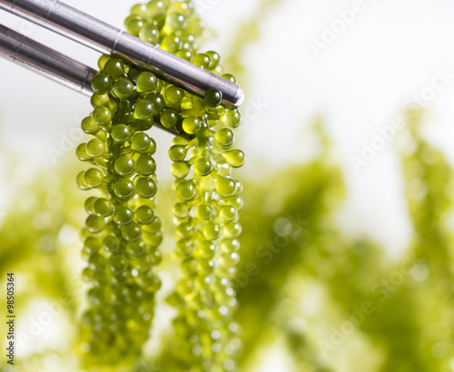 Sea grapes photo