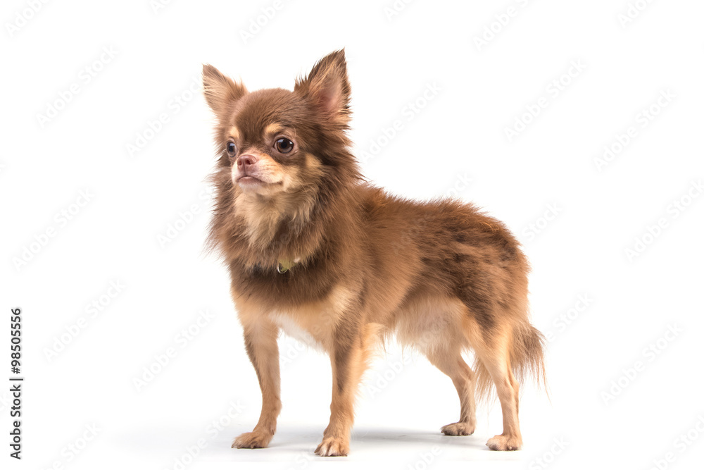 cute chihuahua puppy standing straight looking at camera isolate