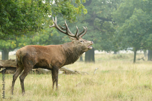 Red Deer  Deer  Cervus elaphus