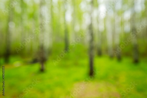 abstract green forest background with bokeh.