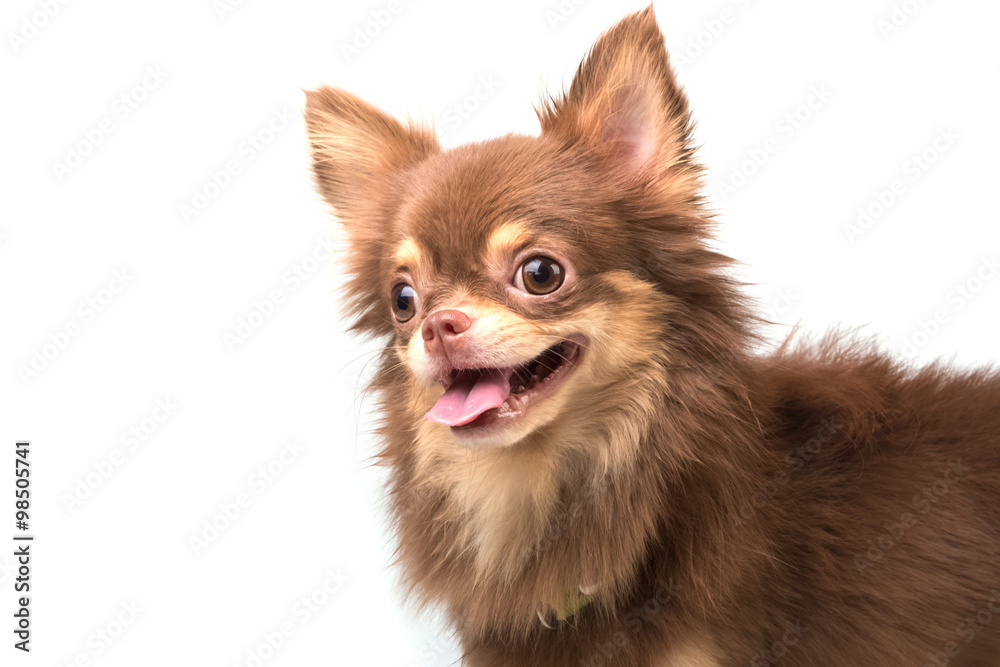 cute chihuahua standing straight looking at camera isolate