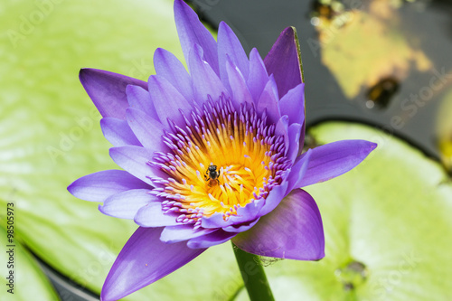 Fototapeta Naklejka Na Ścianę i Meble -  Lotus flower with Bee on the  yellow pollen