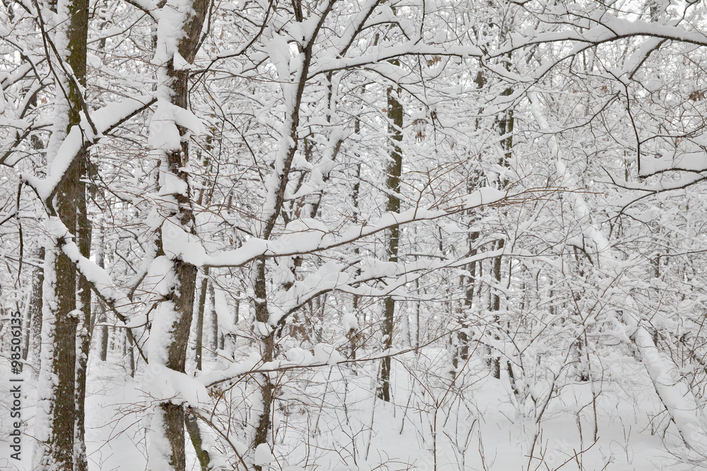 Obraz premium Trees in snow