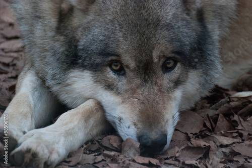 Grauwolf
