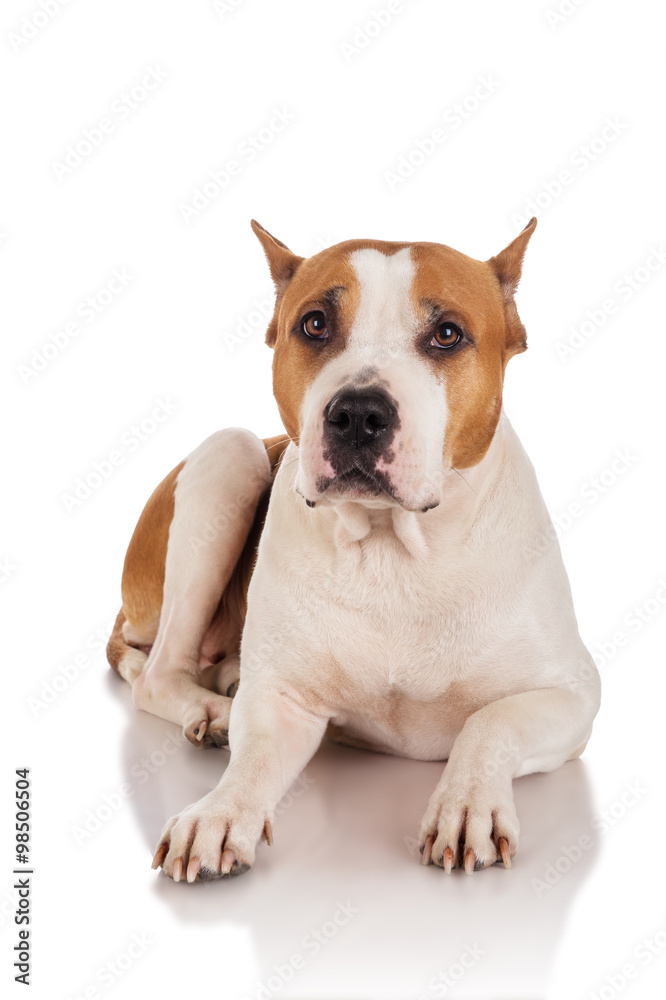 Staffordshire Terrier on a white background