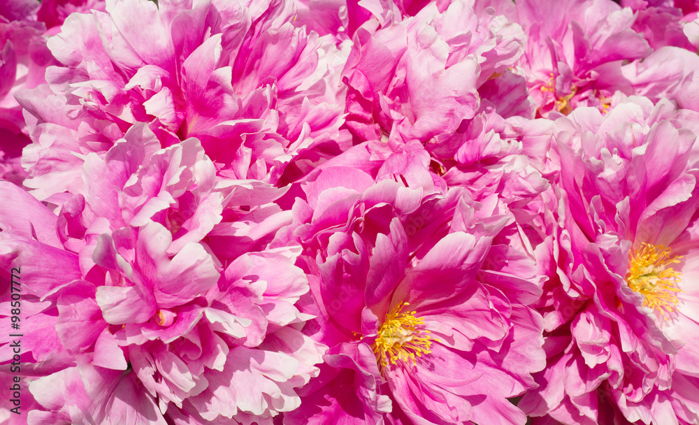 Pink background of peony flowers