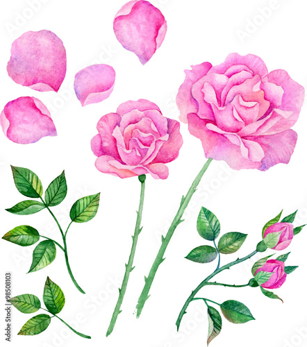  Watercolor roses, leaves. Set of vector floral elements to create compositions.