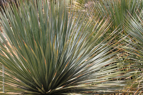 Kniphofia plant in park, Lloret de Mar, Spain