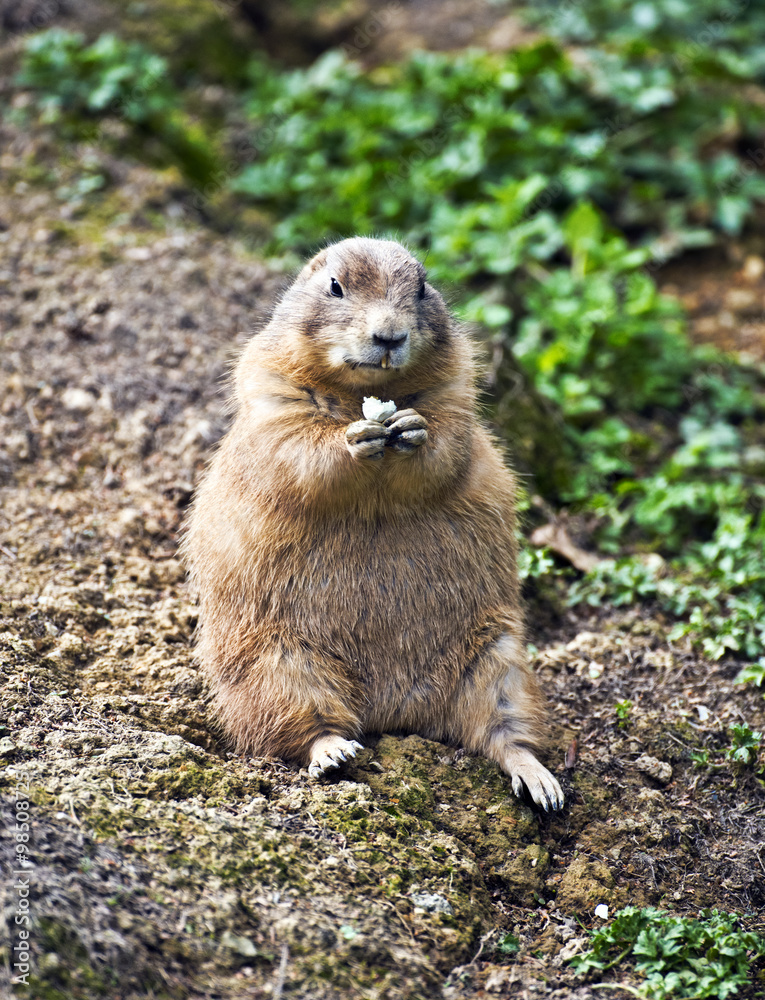 Prairie dog sitting and eating food