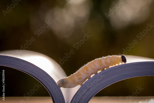 Worm, book, book worm on. Natural background morning Solar light.