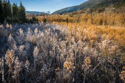 Frost on the grass in the early morning photo