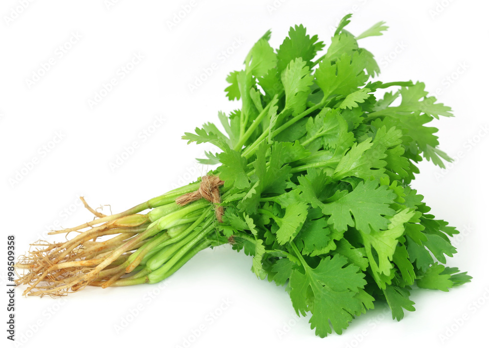 Bunch of fresh coriander leaves Bunch of fresh coriander leaves