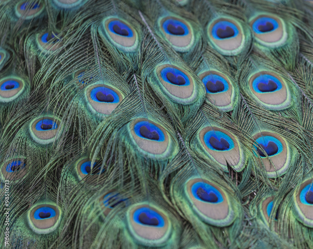 Fototapeta premium Portrait of beautiful peacock with feathers out