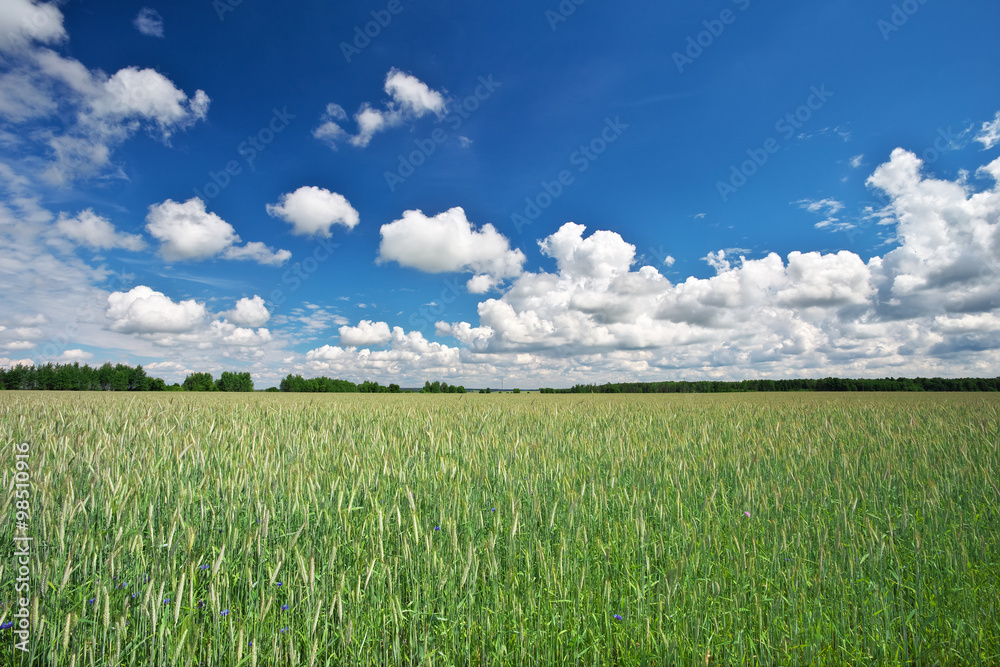 Beautiful landscape with field of rye and blue sky with clouds. Beautiful landscape with field of rye and blue sky with clouds.