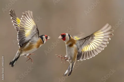 Obraz kolorowe szczygły