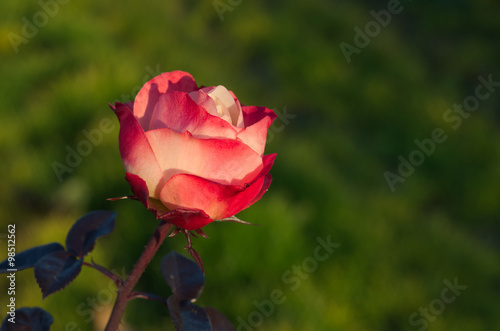 Red and white rose flower on natural background
