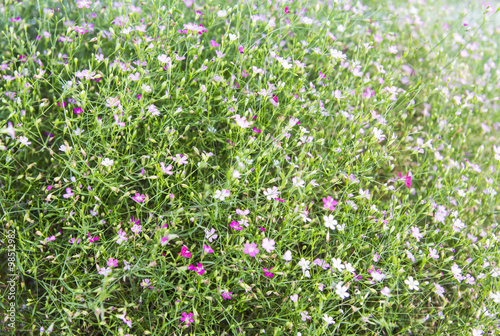 Gypsophila flowers background