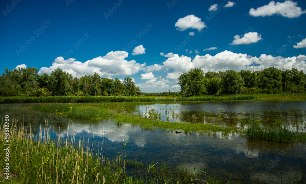 Obraz premium reflecting clouds in a swamp