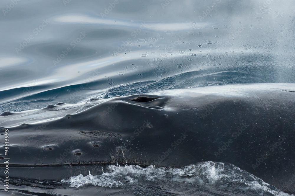 Naklejka premium Humpback Whale Blow Hole - Greenland
