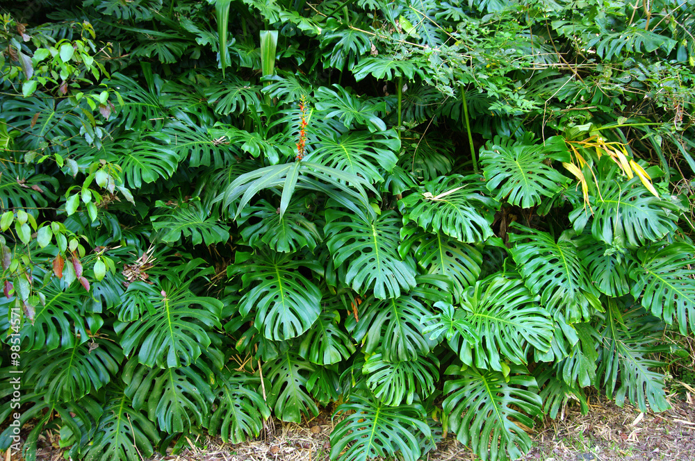 Fototapeta La Réunion - Philodendron dans la nature