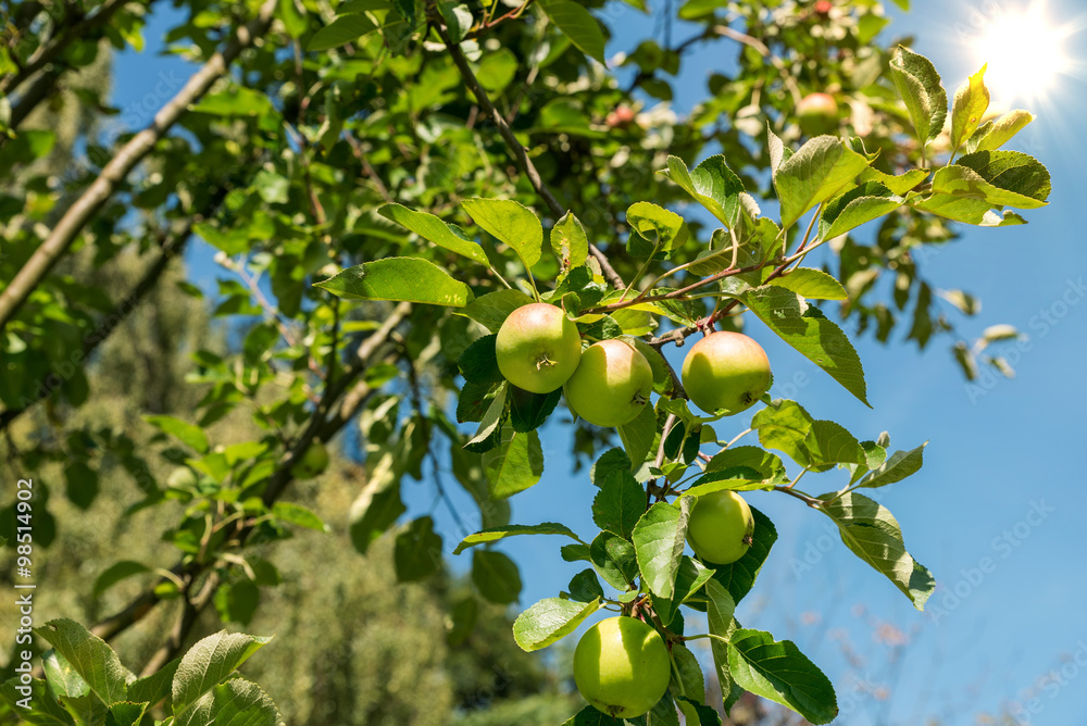 Apfelbaum voller Äpfel