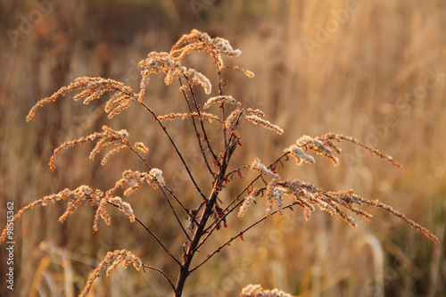 close photo of sear european goldenrod © mysikrysa