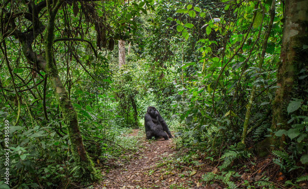 Fototapeta premium Dominant male mountain gorilla in rainforest. Uganda. Bwindi Impenetrable Forest National Park. An excellent illustration.