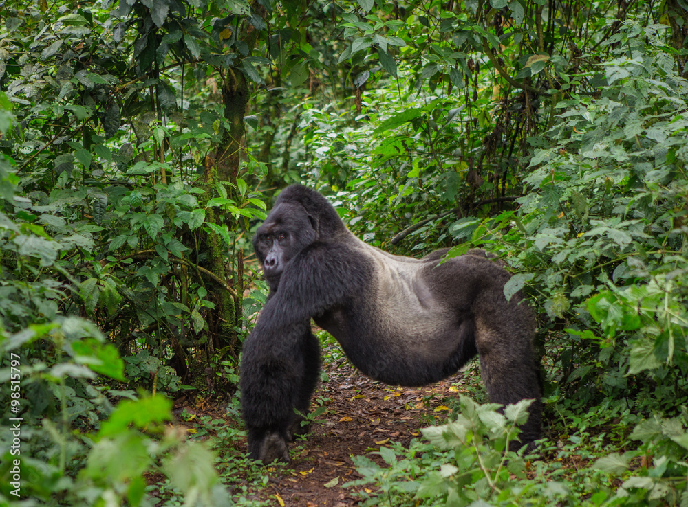 Naklejka premium Dominant male mountain gorilla in rainforest. Uganda. Bwindi Impenetrable Forest National Park. An excellent illustration.