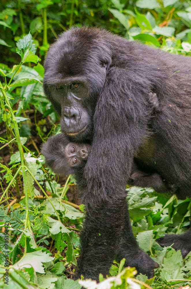 A female mountain gorilla with a baby. Uganda. Bwindi Impenetrable Forest National Park. An excellent illustration. A female mountain gorilla with a baby. Uganda. Bwindi Impenetrable Forest National Park. An excellent illustration.