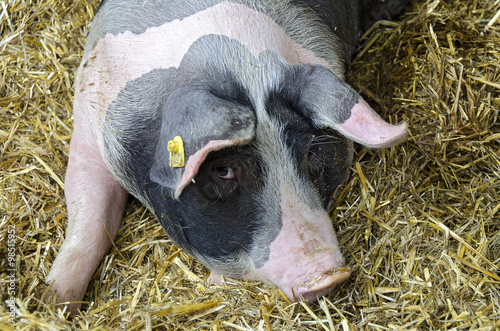 Photography Schwein blickt in Kamera